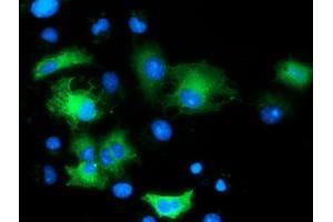 Anti-MAPK7 mouse monoclonal antibody (ABIN2454053) immunofluorescent staining of COS7 cells transiently transfected by pCMV6-ENTRY MAPK7 (RC203506). (MAPK7 Antikörper)