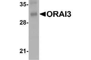 Western Blotting (WB) image for anti-ORAI Calcium Release-Activated Calcium Modulator 3 (ORAI3) (C-Term) antibody (ABIN492536) (ORAI3 Antikörper  (C-Term))