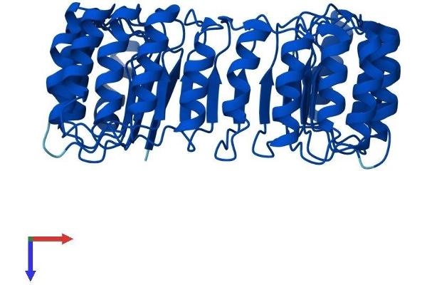 RNH1 Protein (AA 1-456) (His tag)