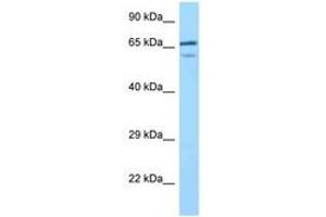 Image no. 1 for anti-Villin-Like (VILL) (C-Term) antibody (ABIN6748113) (VILL Antikörper  (C-Term))