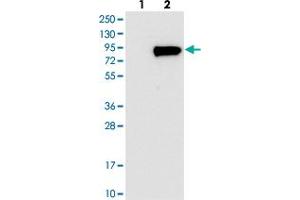Western blot analysis of Lane 1: Negative control (vector only transfected HEK293T lysate), Lane 2: Over-expression Lysate (Co-expressed with a C-terminal myc-DDK tag (~3. (WSCD1 Antikörper)