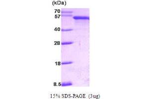 SDS-PAGE (SDS) image for Programmed Cell Death 4 (PDCD4) (AA 1-469) protein (ABIN667062) (PDCD4 Protein (AA 1-469))
