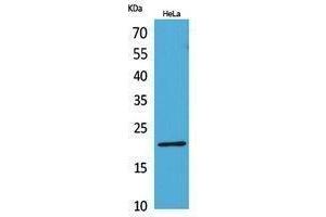 Western Blotting (WB) image for anti-CD3 epsilon (CD3E) (Internal Region) antibody (ABIN6283246)