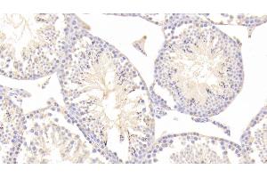 Detection of TMSB4X in Mouse Testis Tissue using Polyclonal Antibody to Thymosin Beta 4 (TMSB4X) (TMSB4X Antikörper  (AA 1-44))