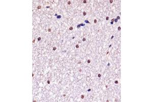 A staining YY1 in Monkey brain tissue sections by Immunohistochemistry (IHC-P - paraformaldehyde-fixed, paraffin-embedded sections).