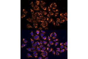 Immunofluorescence analysis of U2OS cells using CK Rabbit pAb (ABIN6134474, ABIN6138645, ABIN6138646 and ABIN6223731) at dilution of 1:100. (CKAP4 Antikörper)
