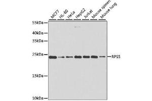 Western blot analysis of extracts of various cell lines, using RPS5 antibody. (RPS5 Antikörper  (AA 1-204))
