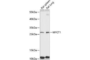 Western blot analysis of extracts of various cell lines, using MYCT1 antibody (ABIN7268717) at 1:3000 dilution. (Myc Target 1 Antikörper  (AA 99-235))
