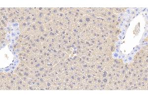 Detection of ARG in Mouse Liver Tissue using Polyclonal Antibody to Arginase (ARG) (ARG Antikörper  (AA 1-323))