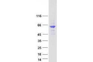 Validation with Western Blot (TH1-Like Protein (TH1L) (Transcript Variant 1) (Myc-DYKDDDDK Tag))