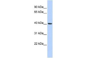 INSIG1 antibody used at 1 ug/ml to detect target protein. (INSIG1 Antikörper  (Middle Region))