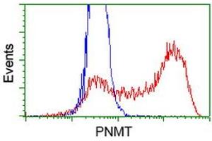 HEK293T cells transfected with either RC206586 overexpress plasmid (Red) or empty vector control plasmid (Blue) were immunostained by anti-PNMT antibody (ABIN2454522), and then analyzed by flow cytometry. (PNMT Antikörper)