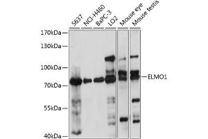 Western blot analysis of extracts of various cell lines, using ELMO1 antibody  at 1:1000 dilution. (ELMO1 Antikörper  (AA 527-727))