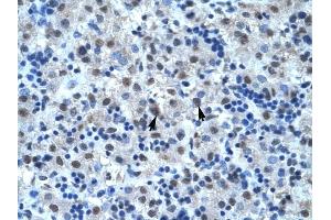 CDC25B antibody was used for immunohistochemistry at a concentration of 4-8 ug/ml to stain Hepatocytes (arrows) in Human Liver. (CDC25B Antikörper  (N-Term))