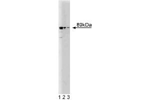 Western blot analysis of Mint3 on a RSV-3T3 cell lysate. (APBA3 Antikörper  (AA 63-185))
