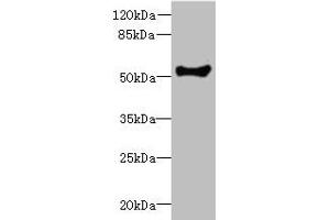 Western blot All lanes: COCH antibody at 1. (COCH Antikörper  (AA 20-260))