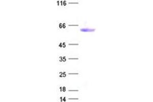 Validation with Western Blot (Asialoglycoprotein Receptor 1 Protein (ASGR1) (DYKDDDDK Tag))
