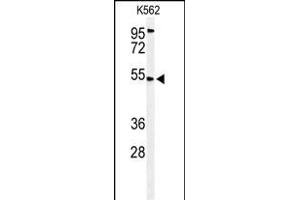 Western blot analysis of CB Antibody (N-term) (ABIN653635 and ABIN2842984) in K562 cell line lysates (35 μg/lane). (CBAA1 (AA 52-81), (N-Term) Antikörper)