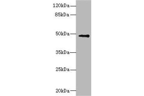 IP6K2 antibody  (AA 1-180)