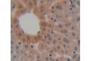 IHC-P analysis of liver tissue, with DAB staining. (MBL2 Antikörper  (AA 19-244))