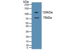 Western blot analysis of Human HeLa cells. (Myeloperoxidase Antikörper  (AA 134-263))