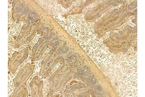 CHST5 Mouse Monoclonal Antibody at 1/100 staining mouse colorectal tissue by IHC-P.