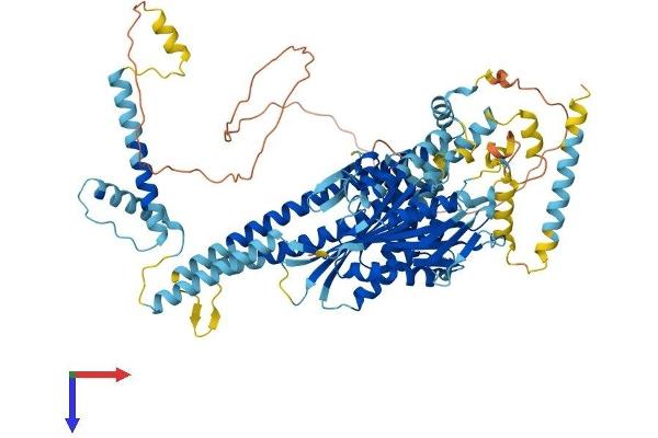 KIF9 Protein (AA 1-790) (His tag)