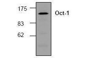 Image no. 1 for anti-POU Domain, Class 2, Transcription Factor 1 (POU2F1) antibody (ABIN155078) (POU2F1 Antikörper)