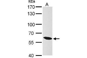 WB Image KPNA4 antibody [C3], C-term detects KPNA4 protein by Western blot analysis. (KPNA4 Antikörper  (C-Term))