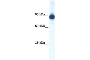 ACTN2 antibody (20R-1159) used at 0. (ACTN2 Antikörper  (C-Term))