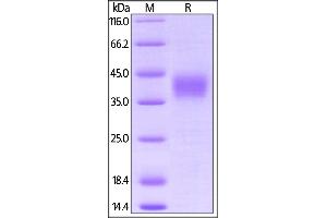 Biotinylated Cynomolgus CD16, His,Avitag (BLI verified) on  under reducing (R) condition. (FCGR3B Protein (AA 17-208) (His tag,AVI tag,Biotin))