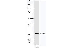 Transfected HBX cells probed with Anti-EGFP Polyclonal Antibody, Unconjugated  at 1:5000 90min in 37˚C.