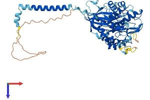 SLC3A2 Protein (AA 1-526) (His tag)