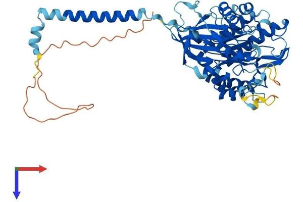 SLC3A2 Protein (AA 1-526) (His tag)