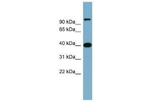 Cyclin D-Type Binding-Protein 1 antibody used at 1 ug/ml to detect target protein.