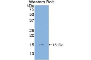 Western blot analysis of the recombinant protein. (PDGF-AA Homodimer (AA 90-190) Antikörper)