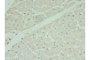 Immunohistochemistry of paraffin-embedded human heart tissue using ABIN7142399 at dilution of 1:100 (MRPL33 Antikörper  (AA 1-65))