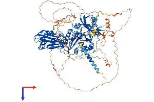 beta-1,4-N-Acetyl-Galactosaminyl Transferase 4 (B4GALNT4) (AA 1-1034) protein (His tag)
