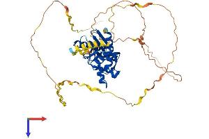 PRRC1 Protein (AA 1-445) (His tag)