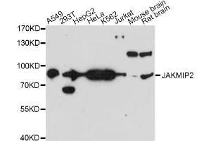 Western blot analysis of extracts of various cell lines, using JAKMIP2 antibody (ABIN6292766) at 1:3000 dilution. (JAKMIP2 Antikörper)