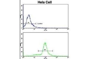 Flow cytometric analysis of hela cells using SRP72 Antibody (Center)(bottom histogram) compared to a negative control cell (top histogram). (SRP72 Antikörper  (AA 119-148))