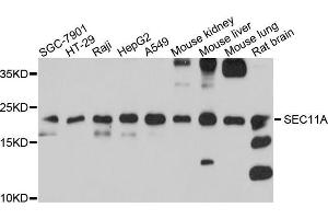 Western blot analysis of extracts of various cell lines, using SEC11A antibody (ABIN5998758) at 1/1000 dilution. (SEC11A Antikörper)