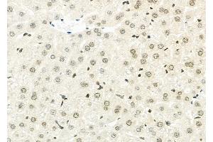 ABIN6264970 and ABIN6273316 at 1/100 staining Mouse liver tissue by IHC-P. (Seladin 1 Antikörper  (N-Term))