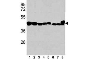 Western blot analysis of b-Actin antibody in 1) K562, 2) HL-60, 3) HeLa cell line, and mouse tissues 4) spleen, 5) liver, 6) mouse NIH3T3 cell lysate, 7) mouse cerebellum and 8) mouse brain tissue lysate (beta Actin Antikörper)