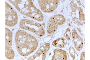 ABIN5539746 (2µg/ml) staining of paraffin embedded Human Kidney.