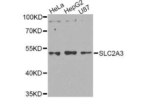 Western blot analysis of extracts of various cell lines, using SLC2A3 Antibody (ABIN5974794) at 1/1000 dilution. (SLC2A3 Antikörper)