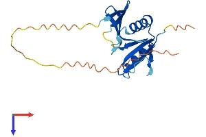 OAZ2 Protein (AA 1-189) (His tag)