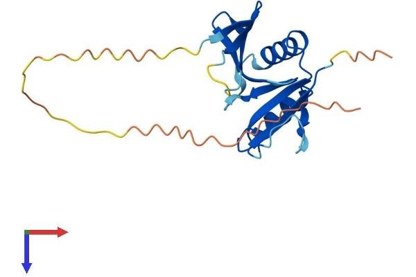 OAZ2 Protein (AA 1-189) (His tag)