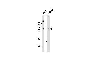 Western blot analysis of lysates from Hela cell line, rat liver tissue lysate(from left to right), using NFIA Antibody (C-term) (ABIN6242497 and ABIN6577766). (NFIA Antikörper  (C-Term))