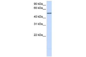 CYP3A43 antibody used at 1 ug/ml to detect target protein. (CYP3A4 Antikörper  (Middle Region))